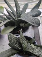 Gasteria, Huis en Inrichting, Kamerplanten, Vetplant, Minder dan 100 cm, Groene kamerplant, Halfschaduw