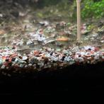 30 garnalen 10euro van baby tot volwassenen u krijgt een mix, Kreeft, Krab of Garnaal