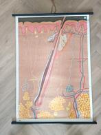 Oude anatomie poster, Antiek en Kunst, Ophalen of Verzenden, Natuur en Biologie