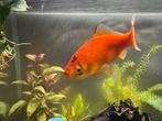 Sluierstaart & goudvis gratis, Dieren en Toebehoren, Vissen | Aquariumvissen, Vis