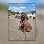 Bully XL x American Stafford Pups *De Laatste*, Dieren en Toebehoren, Honden | Bulldogs, Pinschers en Molossers, Rabiës (hondsdolheid)