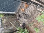 Diverse hanen, Dieren en Toebehoren, Pluimvee, Mannelijk, Kip