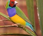 Gezocht Gouldamadine's, Meerdere dieren, Tropenvogel, Geringd