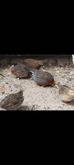 1-2 Chinese dwerg kwartels, Dieren en Toebehoren, Vogels | Overige Vogels, Meerdere dieren