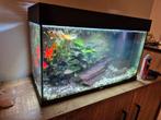 Juwel aquarium 80x35x50 incl. Toebehoren en Vissen, Dieren en Toebehoren, Ophalen, Verlichting of Verwarming