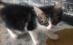 Siberische x Britse korthaar poesje, Dieren en Toebehoren, Katten en Kittens | Raskatten | Langhaar, Poes