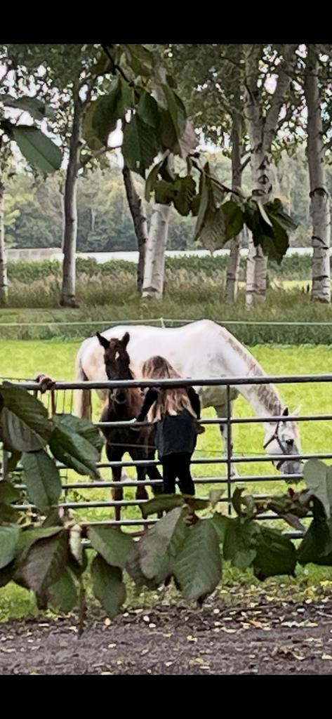 Gezocht hulp bij het uitmesten, Dieren en Toebehoren, Stalling en Weidegang