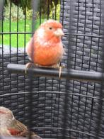 mooie harlekijnen kanarie, Dieren en Toebehoren, Mannelijk, Kleurkanarie