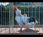 2 trio's Sussex kriel €50 per trio., Dieren en Toebehoren, Pluimvee, Meerdere dieren, Kip