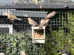 Enkele mexicaanse roodmussen, Dieren en Toebehoren