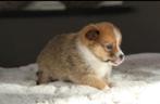 Pomsky pups te koop, Dieren en Toebehoren, Honden | Poolhonden, Keeshonden en Oertypen, Overige rassen, CDV (hondenziekte), 8 tot 15 weken