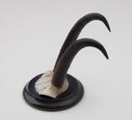 Antieke GEMS hoorns / gewei op rond schild - rond 1920 (# D), Ophalen of Verzenden, Gebruikt, Wild dier, Gewei of Kop