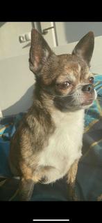 Chihuahua  teefje gezocht, Dieren en Toebehoren, Honden | Chihuahua's en Gezelschapshonden, CDV (hondenziekte), Teef, Eén hond