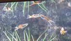 Endler Guppies - 20 voor 5 euro, Vis, Zoetwatervis, Schoolvis