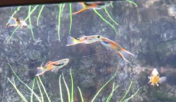 Endler Guppies - 20 voor 5 euro beschikbaar voor biedingen