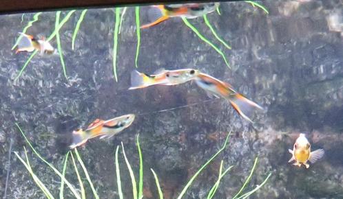 Endler Guppies - 20 voor 5 euro, Dieren en Toebehoren, Vissen | Aquariumvissen, Zoetwatervis, Vis, Schoolvis