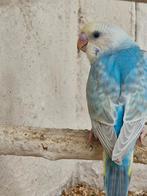 parkiet jong baby s grasparkieten vogelkooi, Meerdere dieren, Parkiet, Geringd