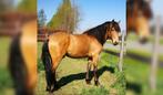 Weidegang / stalling / pension stal gezocht voor paard, Dieren en Toebehoren, Stalling en Weidegang, Weidegang, 1 paard of pony