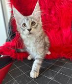 Prachtig maine coon poesje, Poes, Gechipt, 0 tot 2 jaar