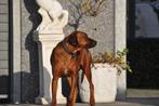 Prachtige Rhodsian Ridgeback pups met stamboom, Overige rassen, CDV (hondenziekte), 8 tot 15 weken, Meerdere