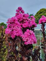 Lagerstroemia Lavender Lace / zwart blad met paarse bloei ‼️, Tuin en Terras, Planten | Bomen, 250 tot 400 cm, Zomer, Zuilboom