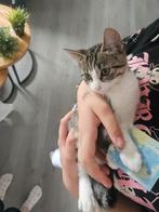 het kitten is 4 maanden oud, Dieren en Toebehoren, Katten en Kittens | Overige Katten, Kater, Kortharig, 0 tot 2 jaar