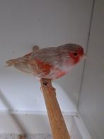 Koppel rood agaat opaal mozaiek, Dieren en Toebehoren, Meerdere dieren, Kleurkanarie