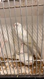 Roodrug parkieten, Dieren en Toebehoren, Vogels | Kanaries, Meerdere dieren, Kleurkanarie