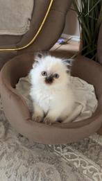 5 practige Britse langhaar /Ragdoll kittens te koop