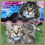 Maine coon kittens, Dieren en Toebehoren, Katten en Kittens | Raskatten | Langhaar, Meerdere dieren, Gechipt, 0 tot 2 jaar