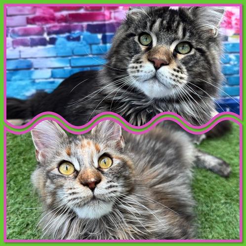 Maine coon kittens, Dieren en Toebehoren, Katten en Kittens | Raskatten | Langhaar, Meerdere dieren, 0 tot 2 jaar, Met stamboom