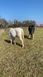 Gezocht bijrijdster / paardenverzorgster, Dieren en Toebehoren, Toebehoren, 2 of 3 paarden of pony's