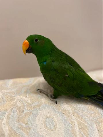 Lieve tamme jonge Edelpapegaai. Super gezins vogel. beschikbaar voor biedingen