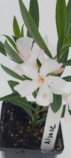 Nerium oleander Elsace Wit, Ophalen of Verzenden, Zomer, Overige soorten, Volle zon