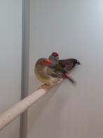 2-0 Binsen astrildes, Mannelijk, Tropenvogel, Geringd