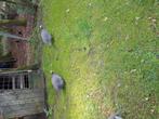 Broedeieren parelhoenders, Dieren en Toebehoren, Pluimvee, Geslacht onbekend, Kip