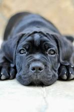 Cane Corso puppy pups uit Kampioenslijnen | stamboom, Dieren en Toebehoren, Fokker | Hobbymatig, Rabiës (hondsdolheid), 15 weken tot 1 jaar
