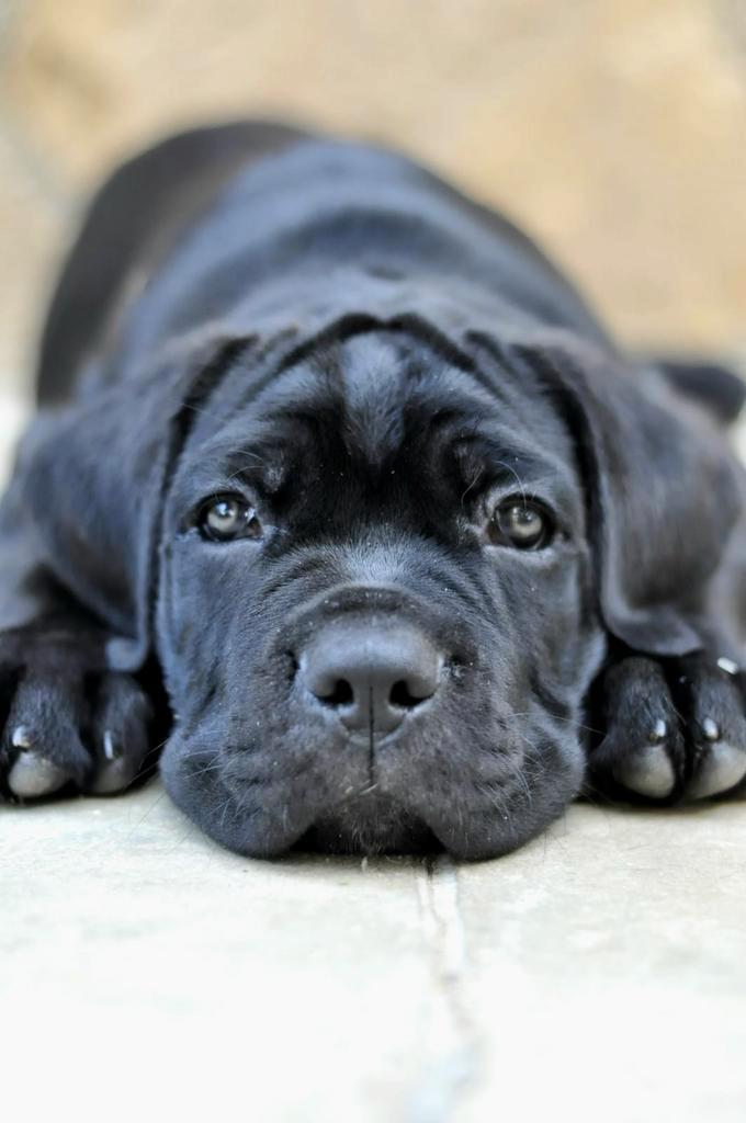 Cane Corso puppy pups uit Kampioenslijnen | stamboom, Dieren en Toebehoren, Honden | Bulldogs, Pinschers en Molossers, Meerdere dieren