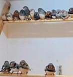 Koppels zebravinken, Dieren en Toebehoren, Vogels | Overige Vogels, Meerdere dieren, Tropenvogel, Geringd