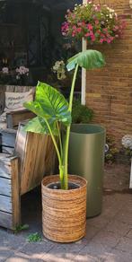 Planten en planten bak & manden, Ophalen, 100 tot 150 cm, Overige soorten, Halfschaduw