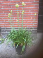 Agapanthus wit, Ophalen, Zomer, Overige soorten, Volle zon