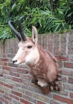 Opgezette gems taxidermy schedel jacht gewei hert opgezet, Ophalen, Wild dier, Opgezet dier