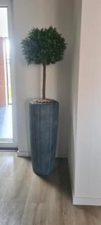 Kunst Buxus op stam in pot, Ophalen