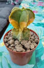 CACTUS ASTROPHYTUM MYRIOSTIGMA VARIEGATA MOOIE PLANT, Ophalen of Verzenden, Cactus, Minder dan 100 cm