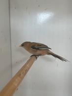 Mannelijke baardman van 2025, Mannelijk, Wildzangvogel, Geringd