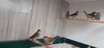Doornastrilde koppel, Dieren en Toebehoren, Vogels | Overige Vogels, Meerdere dieren