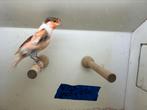 Harlekijn kanarie man, Dieren en Toebehoren, Vogels | Kanaries, Mannelijk, Postuurkanarie