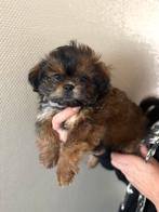 Shishu/toy poedel, Dieren en Toebehoren, Honden | Chihuahua's en Gezelschapshonden, Overige rassen, Meerdere, Meerdere dieren