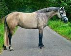 Knappe Connemara D-pony, Merrie, 3 tot 6 jaar, Onbeleerd, D pony (1.37m tot 1.48m)