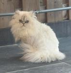 Een zeer mooie poes., Dieren en Toebehoren, Katten en Kittens | Raskatten | Langhaar, Poes
